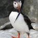 puffin_atlantic_msi_v_1905_can3241.jpg